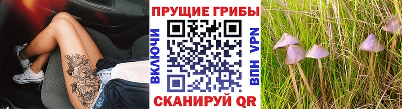 купить наркотики сайты  Сунжа  OMG зеркало  Галлюциногенные грибы GOLDEN TEACHER 